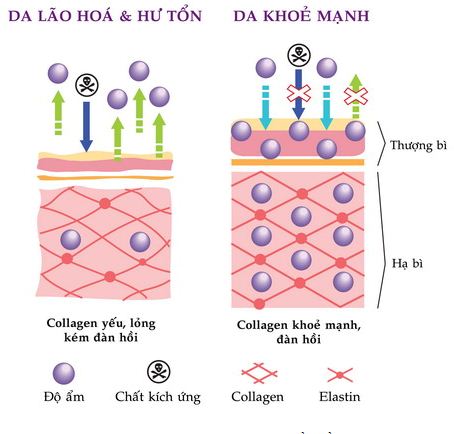collagen và elastin tạo nên sự khác biệt của da khỏe mạnh và da lão hóa