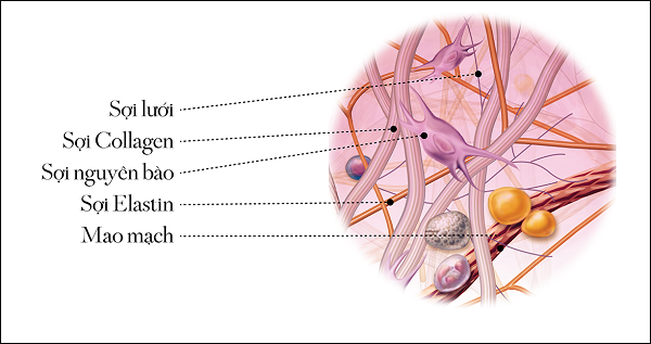 bổ sung collagen tác động đến cấu trúc làn da
