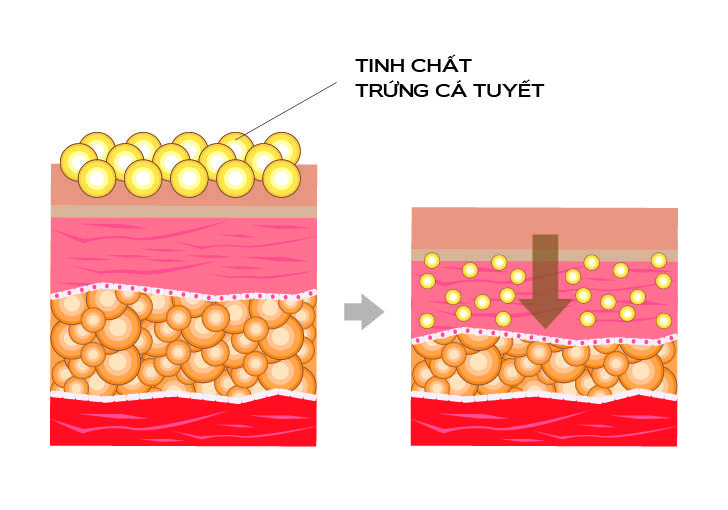 Tinh chất Trứng Cá Tuyết đi vào da giúp đốt cháy và phá vỡ các màng tế bào mỡ. Tăng quá trình hình thành các khối cơ. Định hình vùng da trở nên thon gọn, săn chắc hơn.