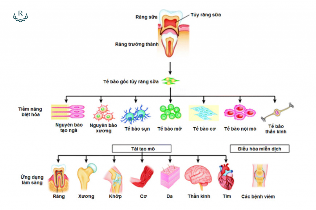 khả năng biệt hóa tế bào gốc tủy răng sữa nhật bản