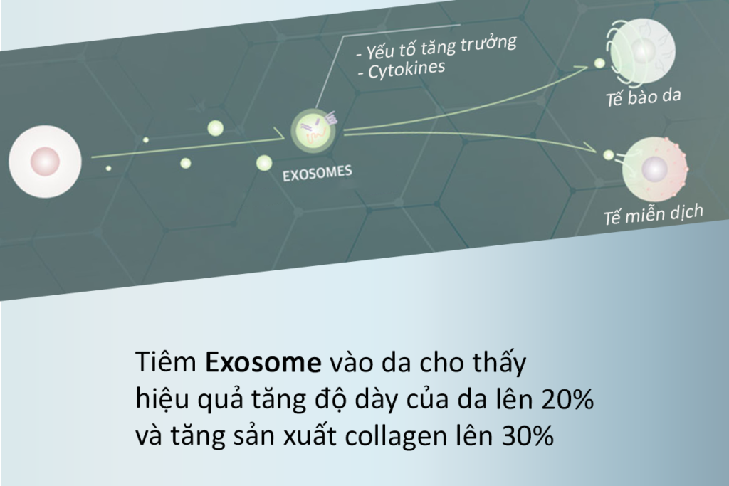 hiệu quả exosome trong flora pcell 